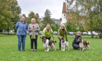 Jagdspaniel Klub Schloss Zeilern