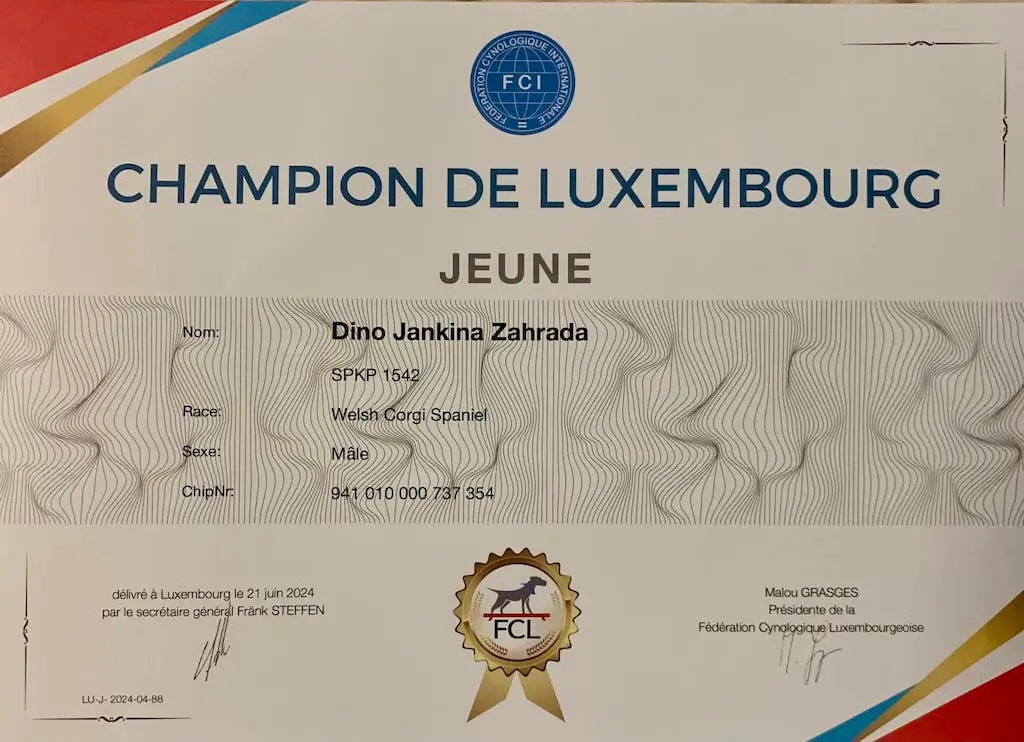 DINO Jankina zahrada - chovný pes a Junior Šampion Luxemburska