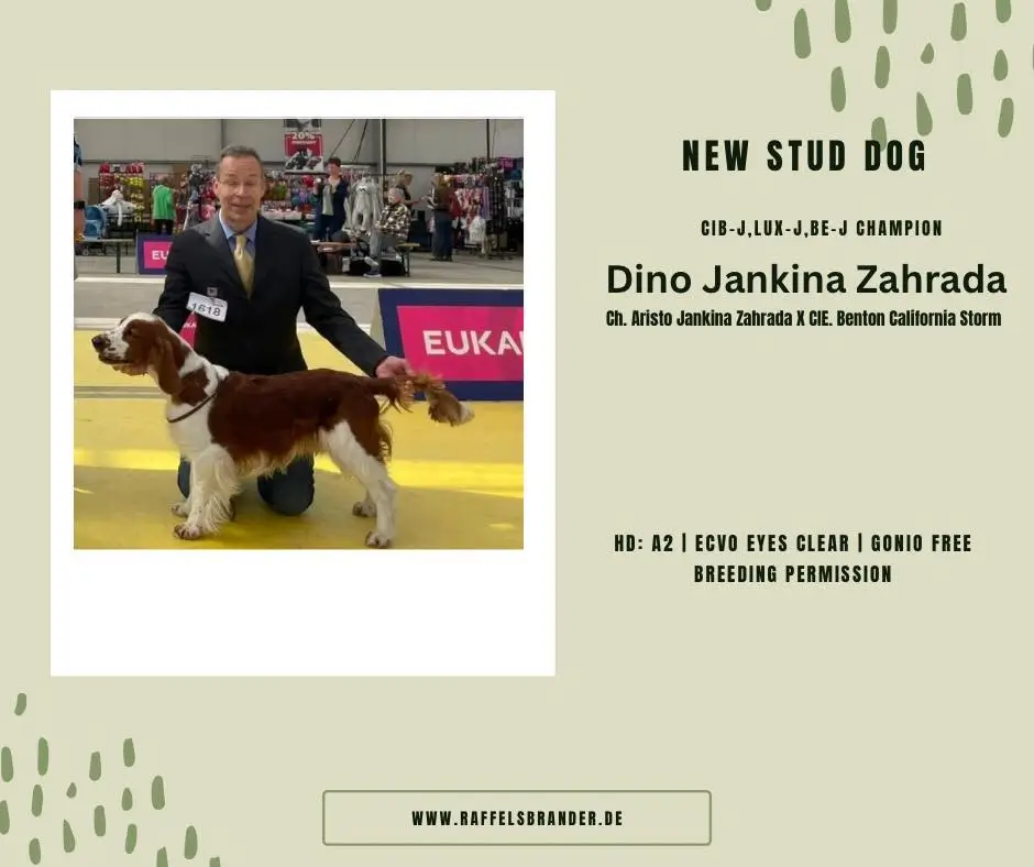 DINO Jankina zahrada - chovný pes a Junior Šampion Luxemburska