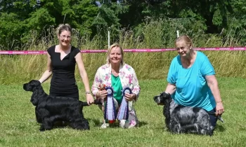 Spaniel Club show Germany