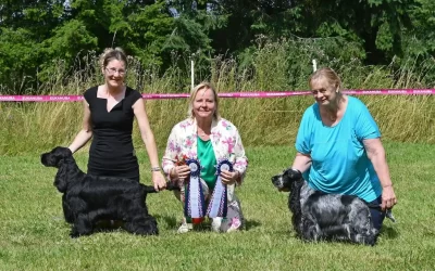 Spaniel Club show Germany